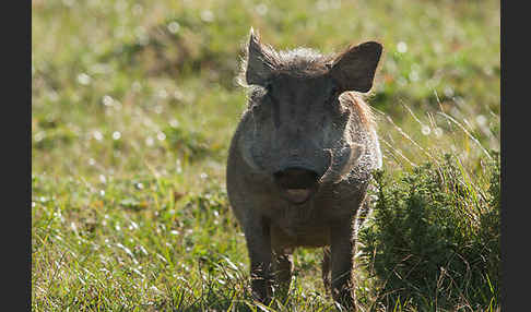 Warzenschwein (Phacochoerus africanus)