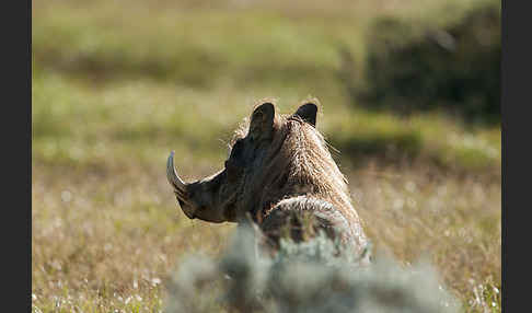 Warzenschwein (Phacochoerus africanus)