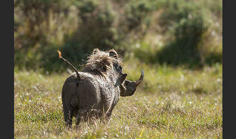 Warzenschwein (Phacochoerus africanus)