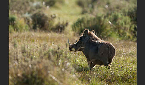 Warzenschwein (Phacochoerus africanus)