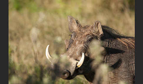 Warzenschwein (Phacochoerus africanus)