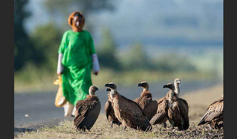 Weißrückengeier (Gyps africanus)