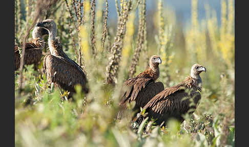 Weißrückengeier (Gyps africanus)