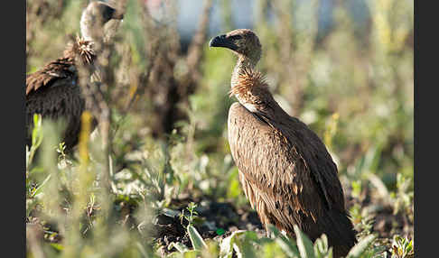 Weißrückengeier (Gyps africanus)