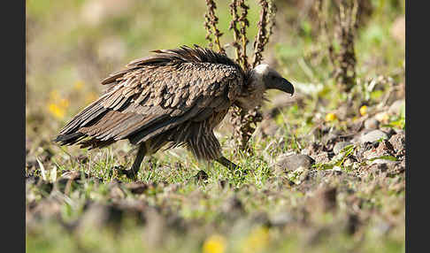 Weißrückengeier (Gyps africanus)