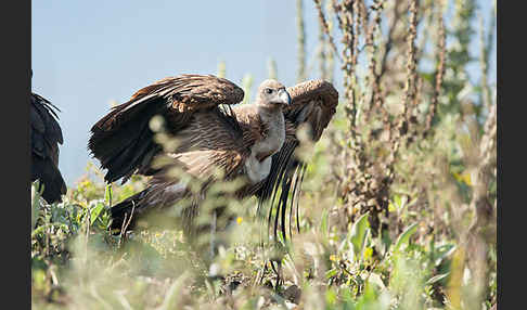 Weißrückengeier (Gyps africanus)