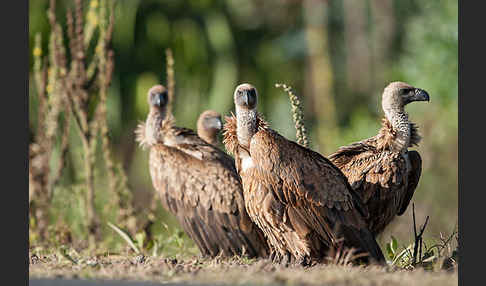 Weißrückengeier (Gyps africanus)