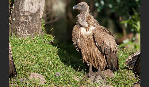 Weißrückengeier (Gyps africanus)