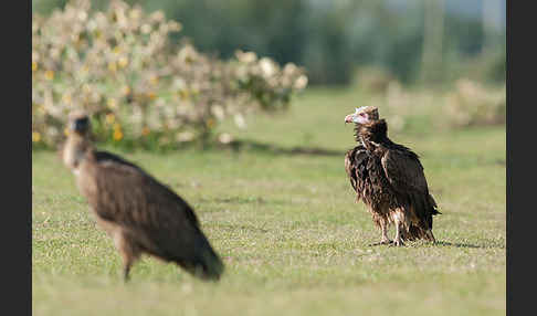 Wollkopfgeier (Trigonoceps occipitalis)