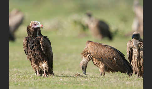 Wollkopfgeier (Trigonoceps occipitalis)