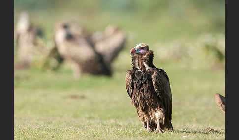 Wollkopfgeier (Trigonoceps occipitalis)