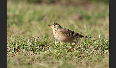 Zimtspornpieper (Anthus cinnamomeus)