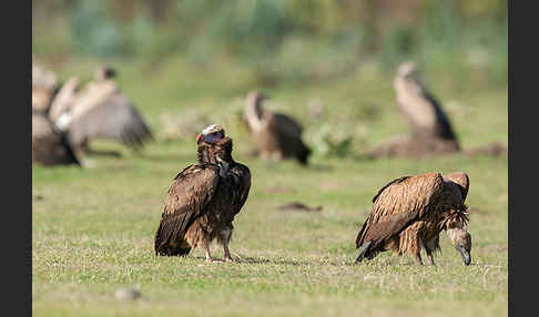 Wollkopfgeier (Trigonoceps occipitalis)