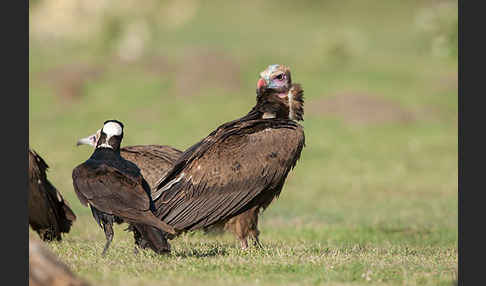 Erzrabe (Corvus crassirostris)