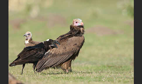 Erzrabe (Corvus crassirostris)