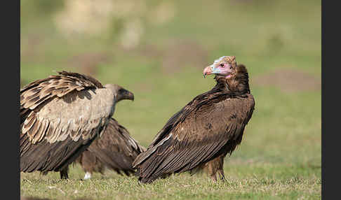 Wollkopfgeier (Trigonoceps occipitalis)