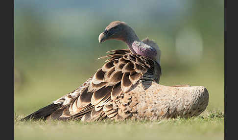 Sperbergeier sspec. (Gyps rüppellii erlangeri)