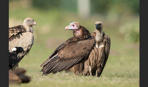 Wollkopfgeier (Trigonoceps occipitalis)