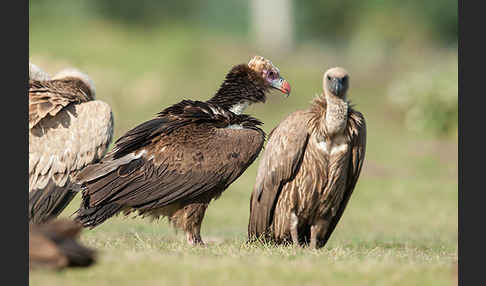 Wollkopfgeier (Trigonoceps occipitalis)