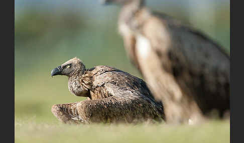 Weißrückengeier (Gyps africanus)