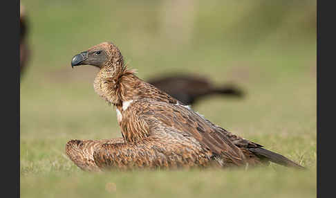 Weißrückengeier (Gyps africanus)