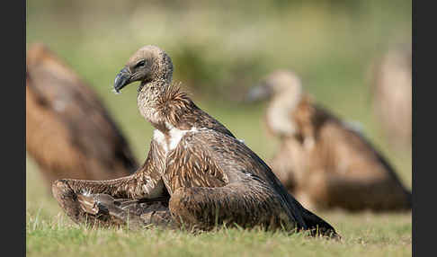 Weißrückengeier (Gyps africanus)