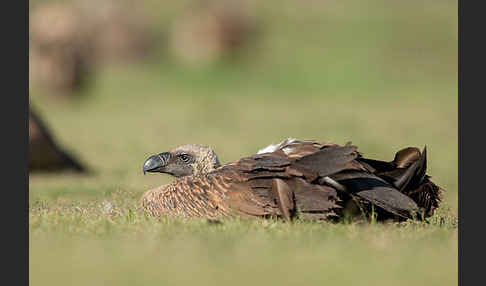 Weißrückengeier (Gyps africanus)