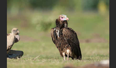 Wollkopfgeier (Trigonoceps occipitalis)