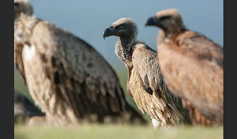 Weißrückengeier (Gyps africanus)