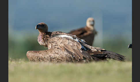 Weißrückengeier (Gyps africanus)