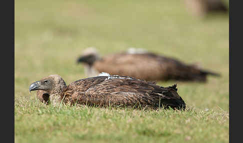 Weißrückengeier (Gyps africanus)