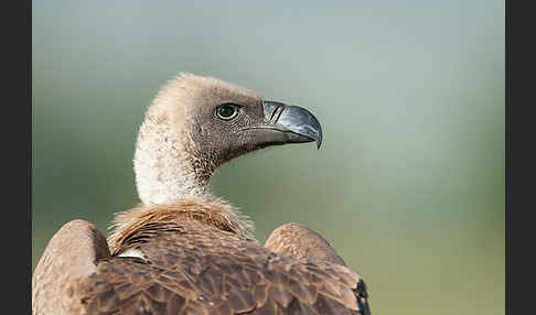 Weißrückengeier (Gyps africanus)