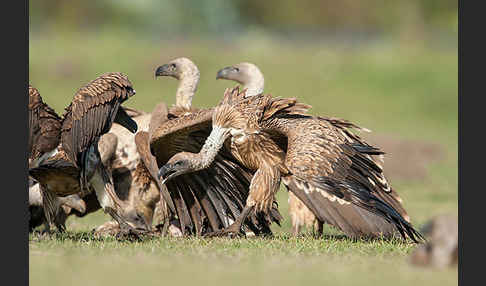 Weißrückengeier (Gyps africanus)