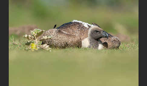 Weißrückengeier (Gyps africanus)