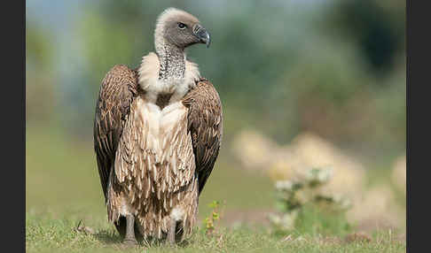 Weißrückengeier (Gyps africanus)