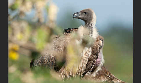 Weißrückengeier (Gyps africanus)