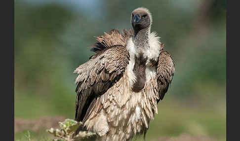 Weißrückengeier (Gyps africanus)