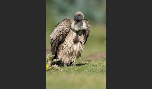 Weißrückengeier (Gyps africanus)