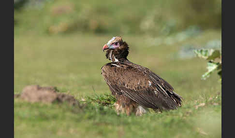 Wollkopfgeier (Trigonoceps occipitalis)