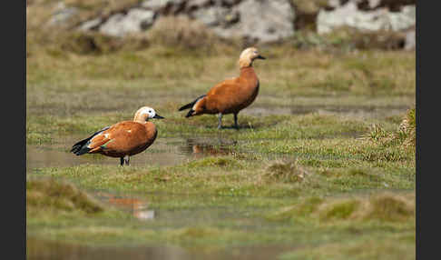 Rostgans (Tadorna ferruginea)