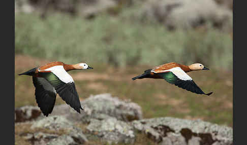 Rostgans (Tadorna ferruginea)