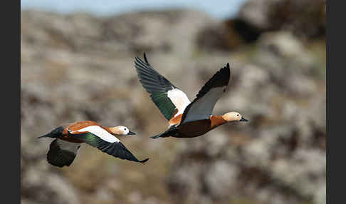 Rostgans (Tadorna ferruginea)