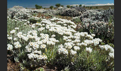 Aethiopien (Ethiopia)