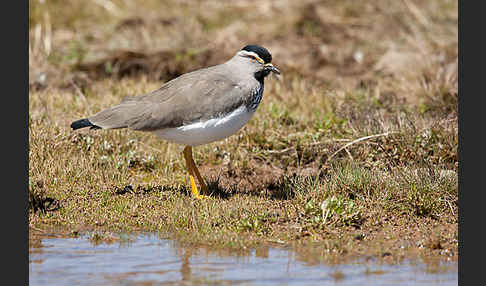 Strichelbrustkiebitz (Vanellus melanocephalus)