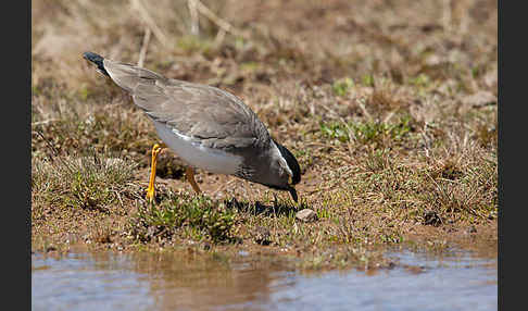 Strichelbrustkiebitz (Vanellus melanocephalus)