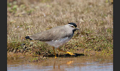 Strichelbrustkiebitz (Vanellus melanocephalus)