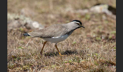 Strichelbrustkiebitz (Vanellus melanocephalus)