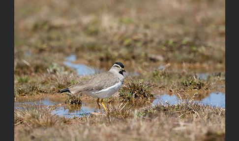 Strichelbrustkiebitz (Vanellus melanocephalus)