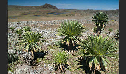 Äthiopischer Schopfrosettenbaum (Lobelia rhynchopetalum)