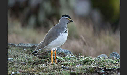 Strichelbrustkiebitz (Vanellus melanocephalus)